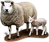 Texel Sheep,Illustration