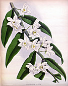 Orchid,Illustration