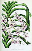 Orchid,Vanda suavis,1880,Illustration