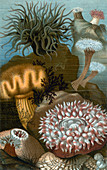 European Sea Anemones,Illustration
