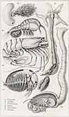 Marine Fauna,Illustration