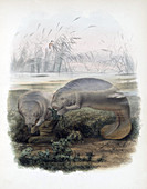 Manatees,Vulnerble Species,Illustration