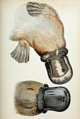 Duck-Billed Platypus,Illustration