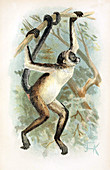 Brown Spider Monkey,Illustration