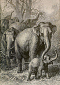 Indian Elephant,Illustration