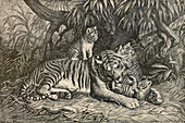 Bengal Tiger,Illustration