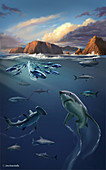 Channel Islands Sharks,Illustration
