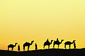 Camels,India