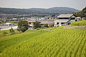 Rice Terraces,Town of Heguri-cho,Japan