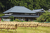 Harvested Rice Drying,Japan
