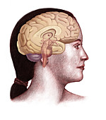 Human Brain,Illustration