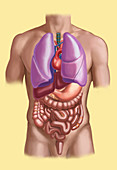 Organ System,Male Torso,Illustration