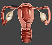 Uterus,Illustration