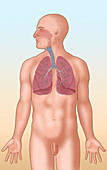 Respiratory System,Illustration