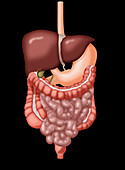 Digestive System,Illustration
