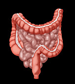 Large and Small Intestines,Illustration