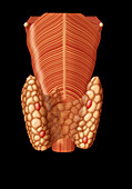 Thyroid & Parathyroid Gland,Illustration