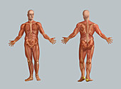 Human Muscular System,Illustration
