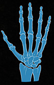 Hand and Wrist Bones,Illustration