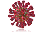MERS Coronavirus,Illustration