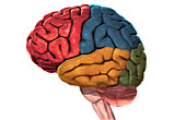 Human Brain Anatomy,Illustration