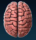 Human Brain,Superior View,Illustration