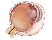 Eye Anatomy Illustration,Illustration