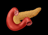 Pancreas & Small Intestine,Illustration