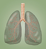 Smoker's Lungs,Illustration
