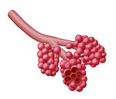Alveoli,Illustration