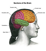 Sections of the Brain,Illustration