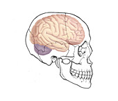 Skull and Brain,Illustration