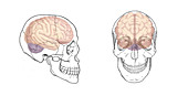 Skull and Brain,Illustration