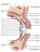 Anatomy of the Eye,Illustration