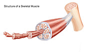 Skeletal Muscle Structure,Illustration