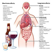 Effects of Alcohol,Illustration