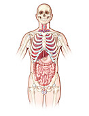 Organ Systems,Illustration