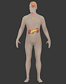 Endocrine System,Male,Illustration