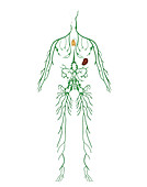 Lymphatic System,Illustration
