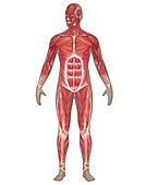 Muscular System,Male,Illustration