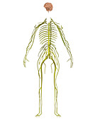 Nervous System,Illustration
