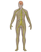 Nervous System,Male,Illustration