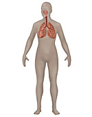 Respiratory System,Female,Illustration