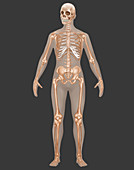 Skeletal System,Female,Illustration