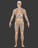 Skeletal System,Male,Illustration