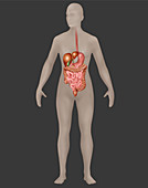 Digestive System,Female,Illustration