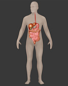 Digestive System,Male,Illustration