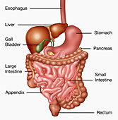 Human Digestive System,Illustration