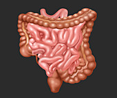 Gastrointestinal Tract,Illustration