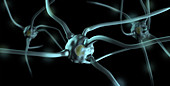 Human Nerve Cells,Computer Illustration